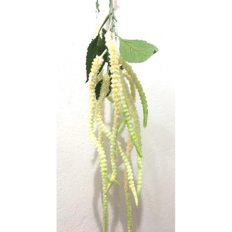 Amaranthus Blanca 130 cms